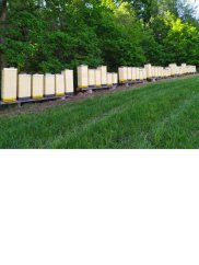 Vyzimované oddělky