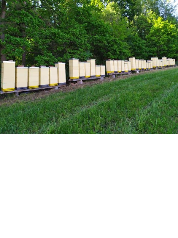 Oddělky - červnové